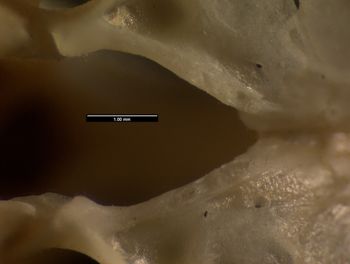 Media type: image;   Herpetology R-121104